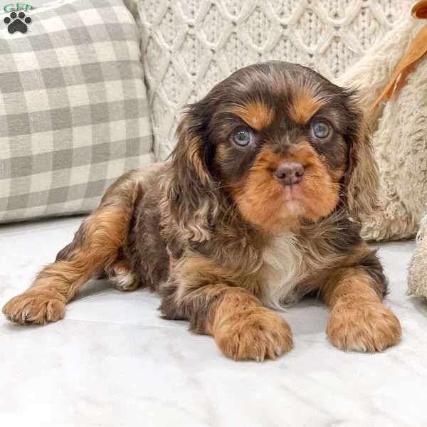 Snickers, Cavalier King Charles Spaniel Puppy