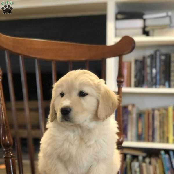 Emily, Great Pyrenees Mix Puppy