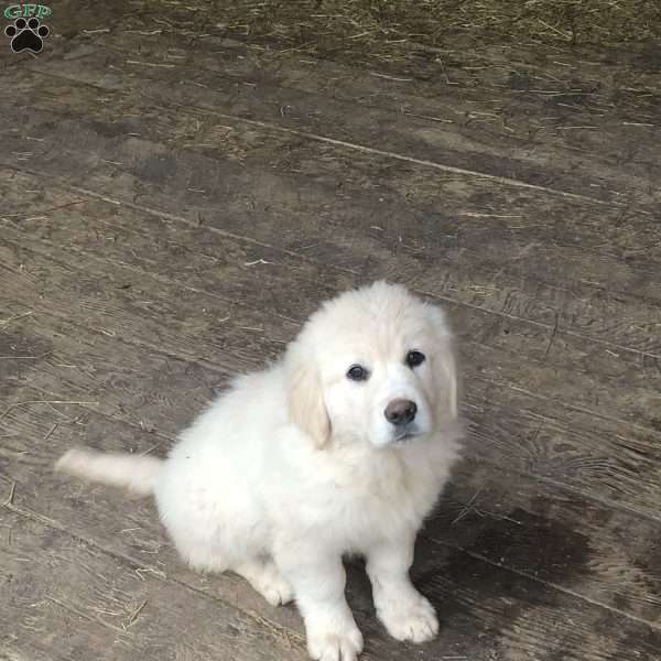Bell, Great Pyrenees Mix Puppy