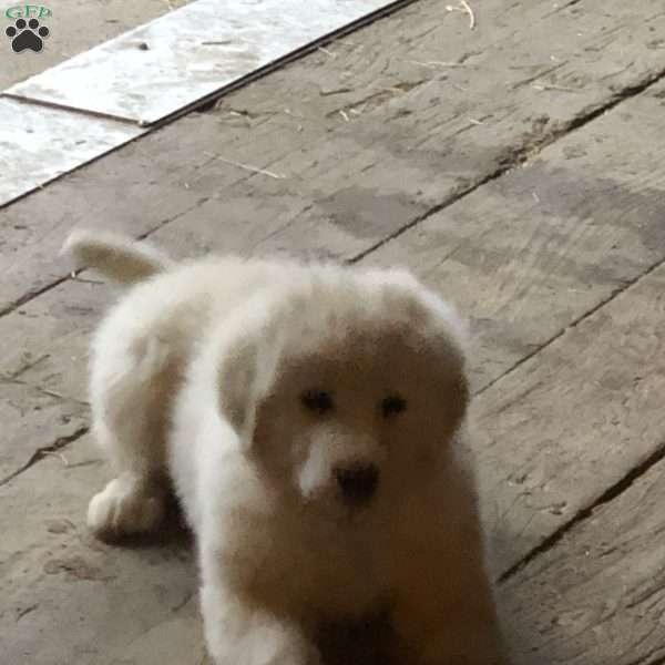 River, Great Pyrenees Mix Puppy