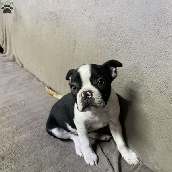 Matilda, Boston Terrier Puppy