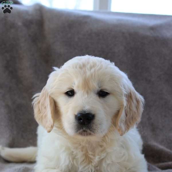Rosie, English Cream Golden Retriever Puppy