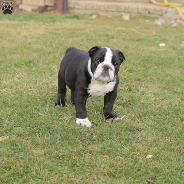 Buster, English Bulldog Puppy