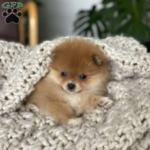 Pomeranian Puppies For Sale - Greenfield Puppies