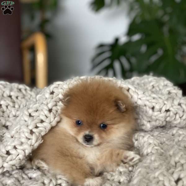 Clover, Pomeranian Puppy