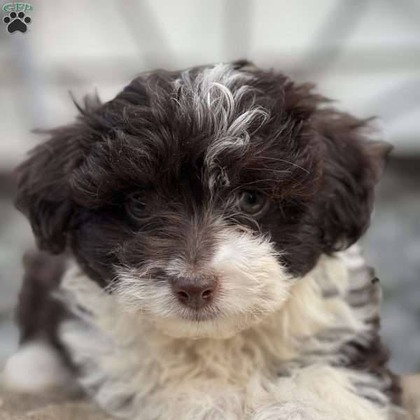 Bailey, Havanese Puppy