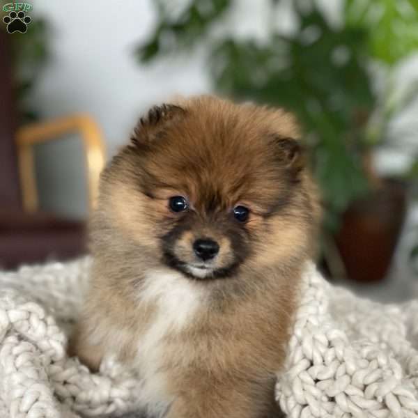 Butterscotch, Pomeranian Puppy