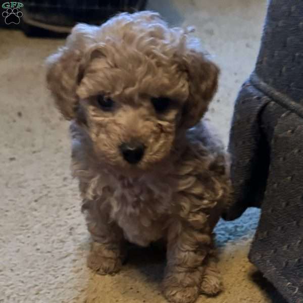 Benji, Toy Poodle Puppy
