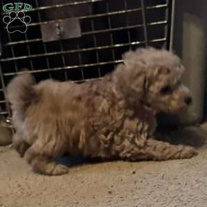 Benji, Toy Poodle Puppy