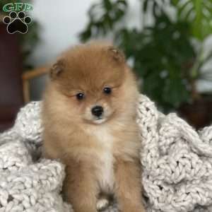 Pomeranian Puppies For Sale - Greenfield Puppies