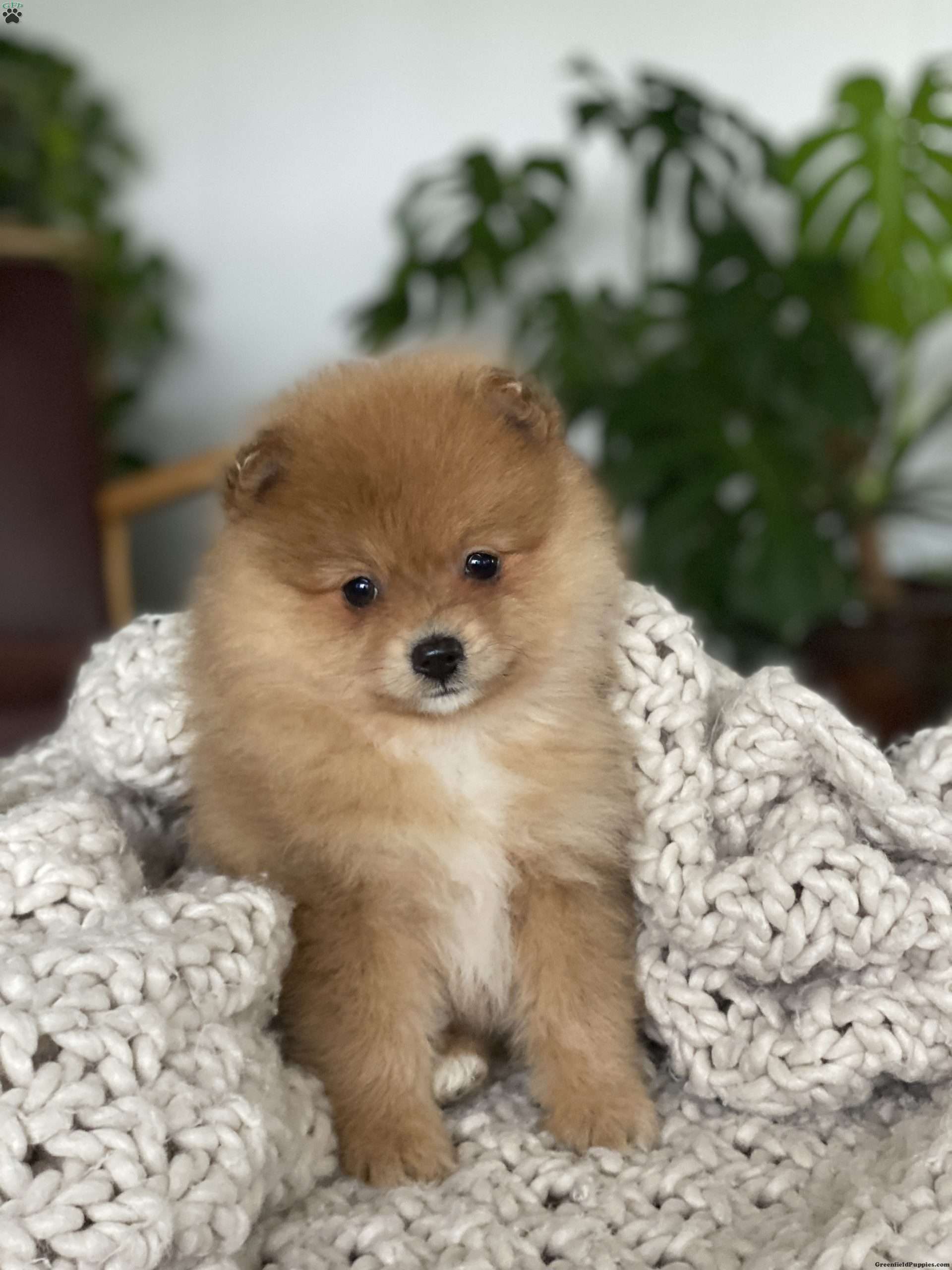 Bear store pomeranian puppies