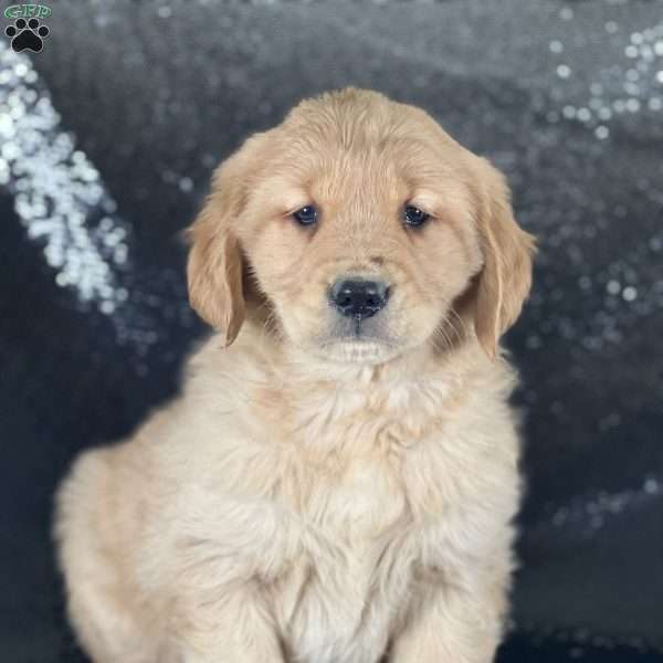 Molly, Golden Retriever Puppy