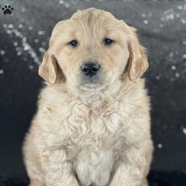 Max, Golden Retriever Puppy