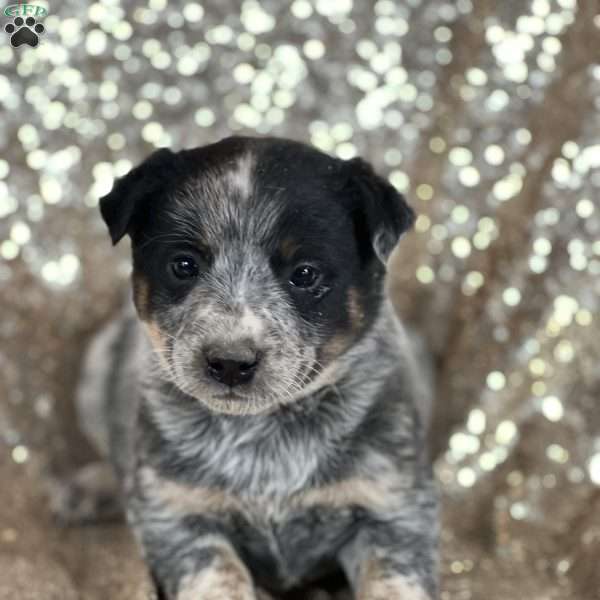 Darcy, Blue Heeler – Australian Cattle Dog Puppy