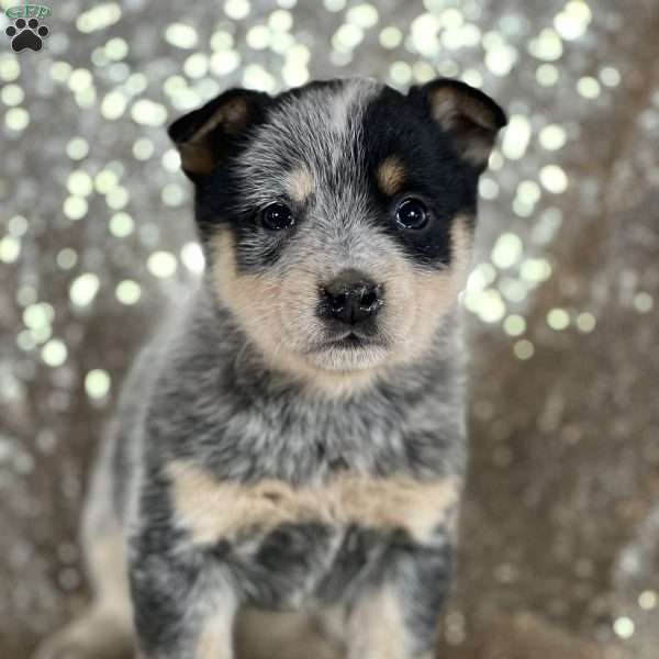Dixie, Blue Heeler – Australian Cattle Dog Puppy