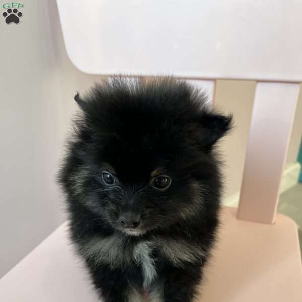 Alex, Pomeranian Puppy