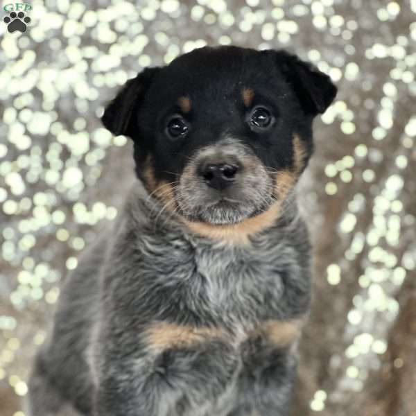 Drizzle, Blue Heeler – Australian Cattle Dog Puppy