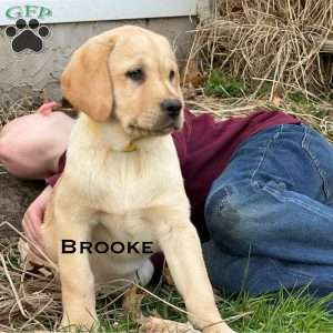 Brooke, Yellow Labrador Retriever Puppy