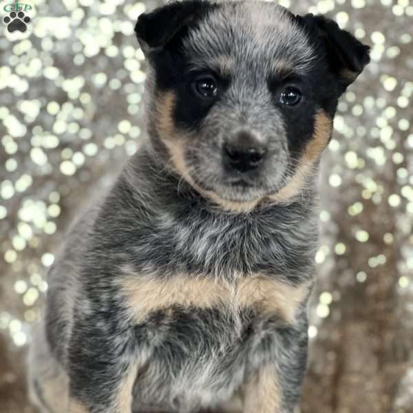 Dunkin, Blue Heeler – Australian Cattle Dog Puppy