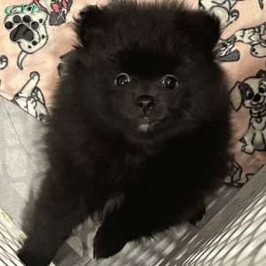 Aviva, Pomeranian Puppy