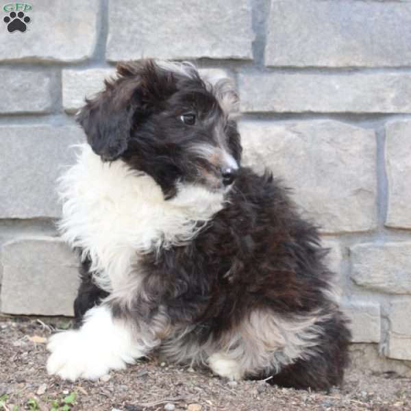 Tubby, Mini Aussiedoodle Puppy
