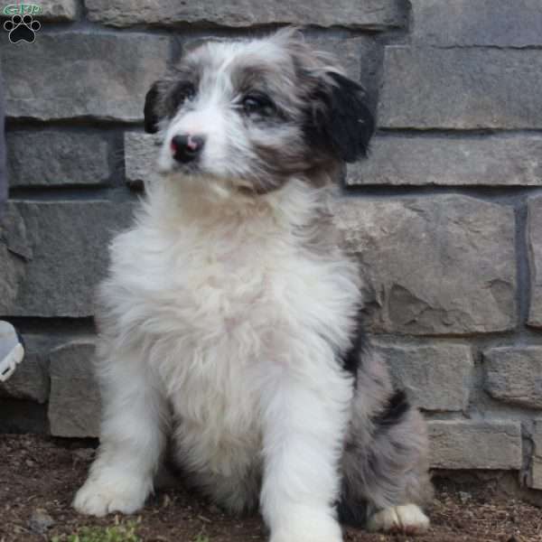 Tessie, Mini Aussiedoodle Puppy