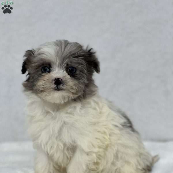 Kira, Maltipoo Puppy