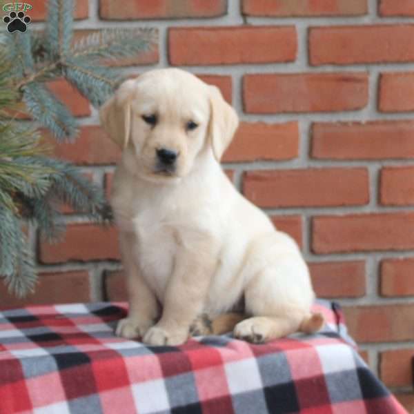 Sophie, Golden Labrador Puppy