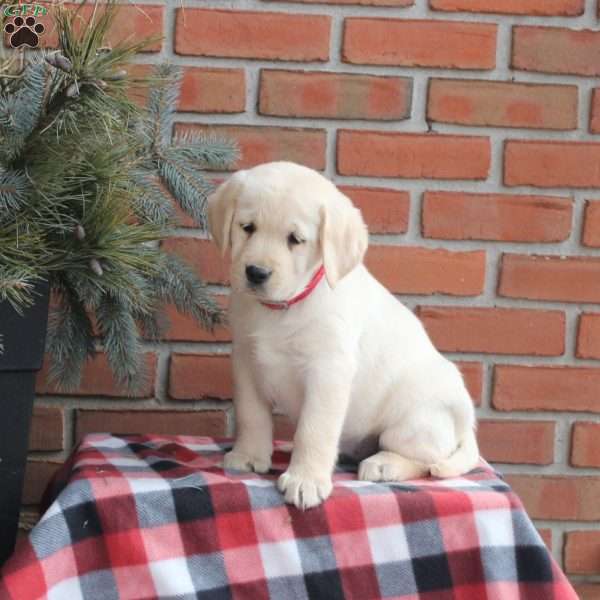 Sandy, Golden Labrador Puppy