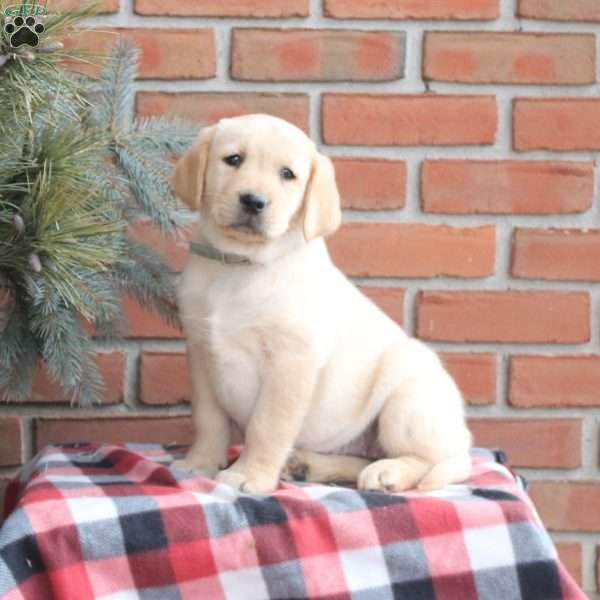 Sasha, Golden Labrador Puppy