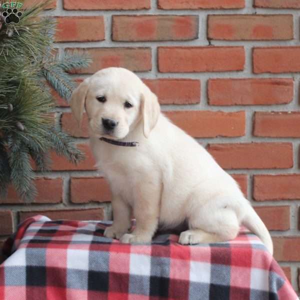 Ruby, Golden Labrador Puppy