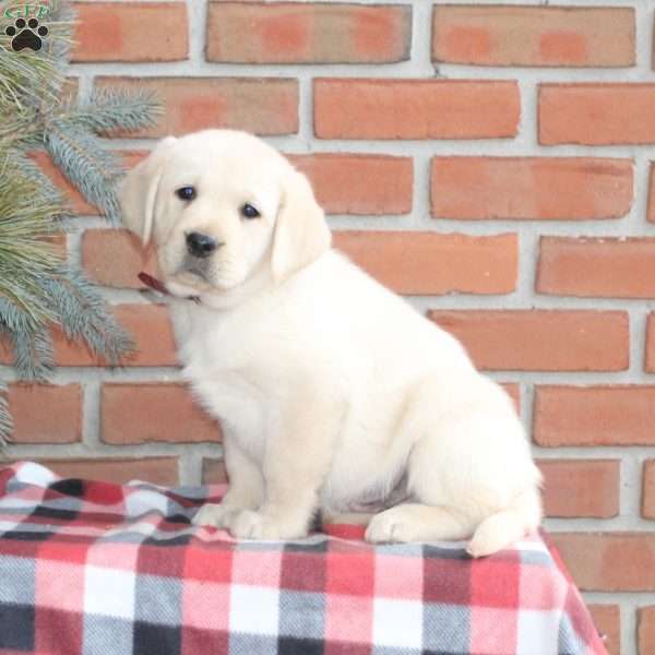 Simon, Golden Labrador Puppy