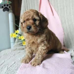Beverly, Mini Goldendoodle Puppy