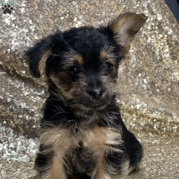 Tilly, Yorkie Poo Puppy