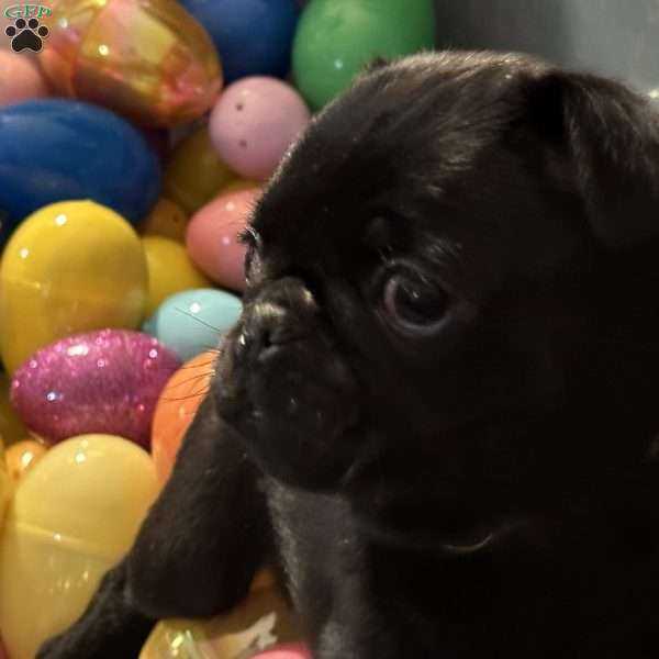 Bubbles, Pug Puppy