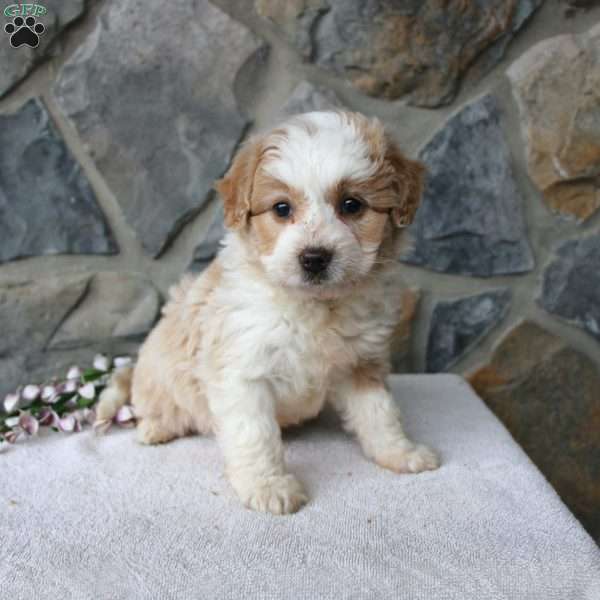 Peggy, Mini Aussiedoodle Puppy