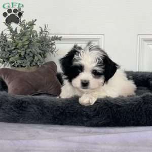 Greenfield puppies clearance shichon