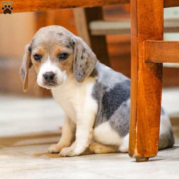 Champ, Beagle Puppy