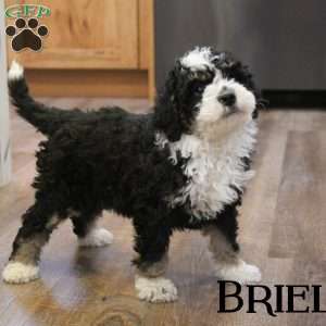 Mini 2024 bernedoodle greenfield