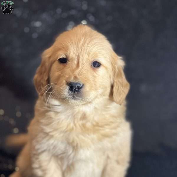 Taira, Golden Retriever Puppy
