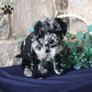 Jacob, Mini Labradoodle Puppy