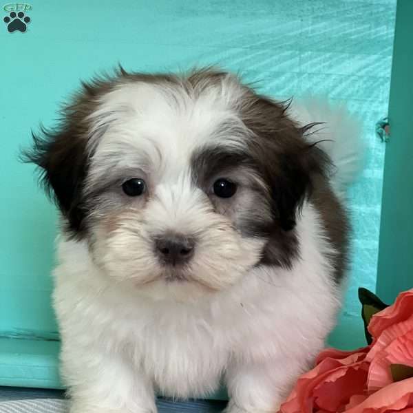 Pixie, Mal-Shi Puppy