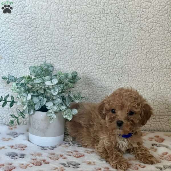 Smokey, Miniature Poodle Puppy