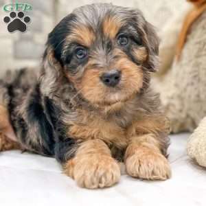 Riley, Cavapoo Puppy