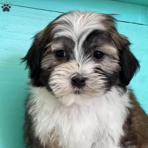 Pippa, Mal-Shi Puppy