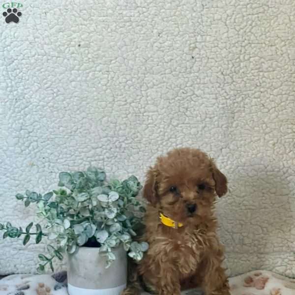 Sofia, Miniature Poodle Puppy
