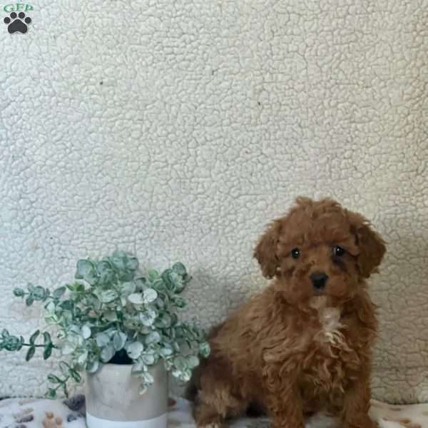 Sammy, Miniature Poodle Puppy