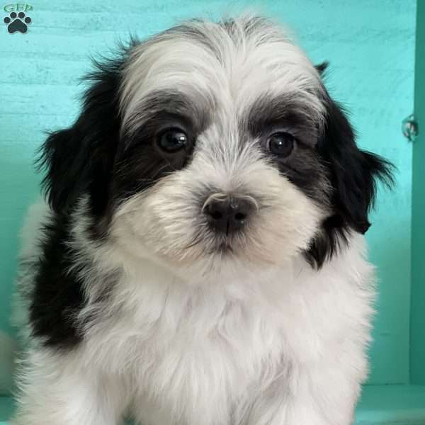 Paisley, Mal-Shi Puppy