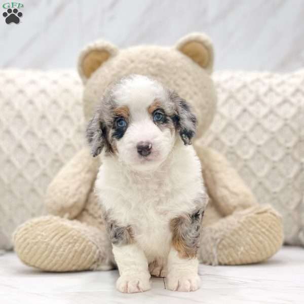 Beauty, Mini Bernedoodle Puppy
