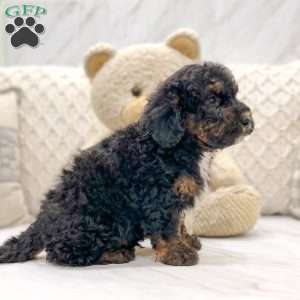 Sammy, Mini Bernedoodle Puppy